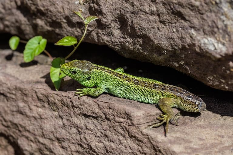 Sand Lizard feeding on vegetation