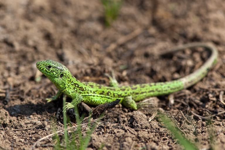 Sand Lizard crawling in the garden