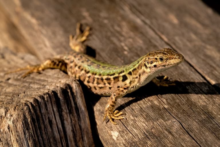 Sand Lizard profile
