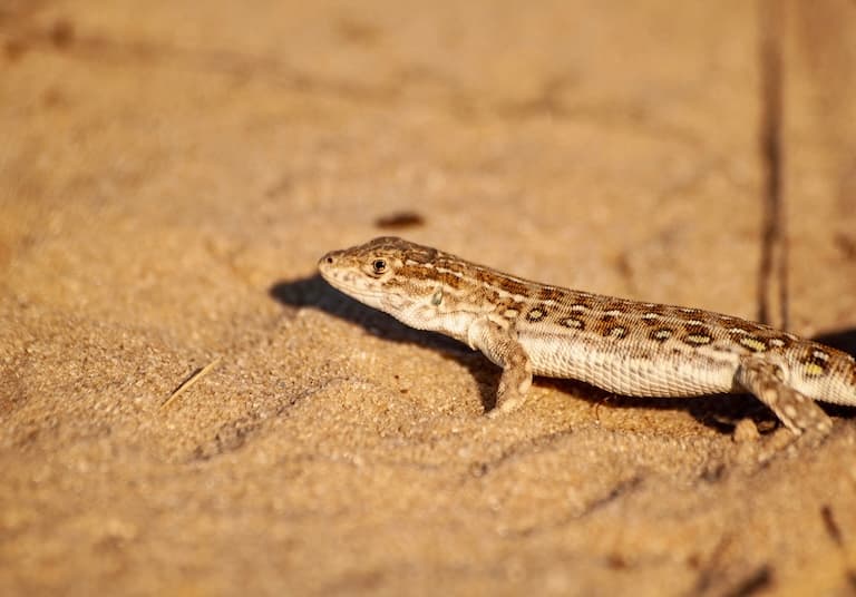 Sand Lizard in the sand