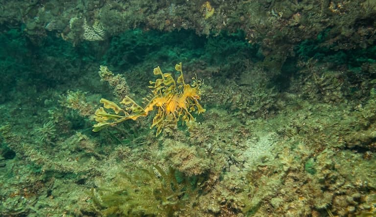 Sea Dragon camouflaged at the sea bottom
