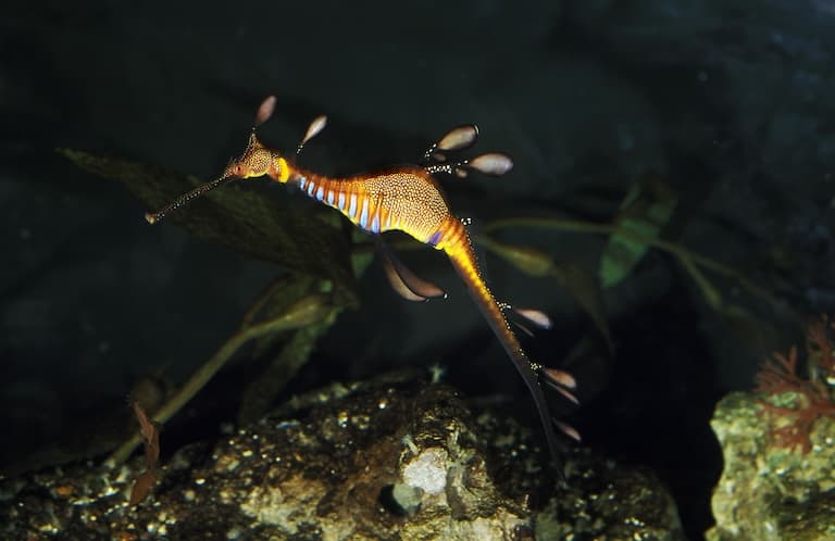Sea Dragon swimming