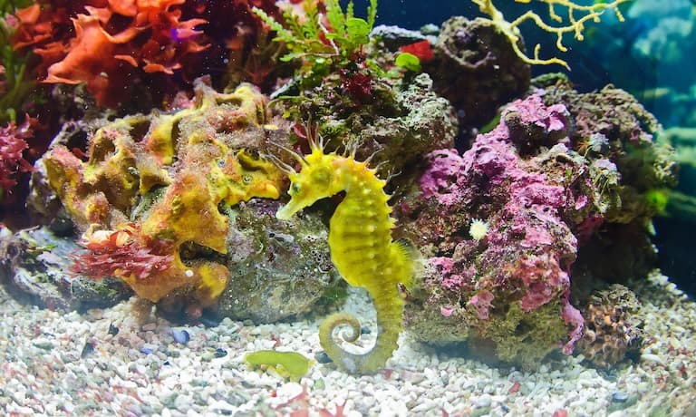 Seahorse at the sea bottom resting