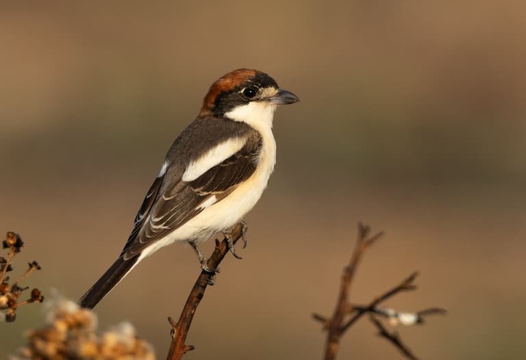 Shrike profile