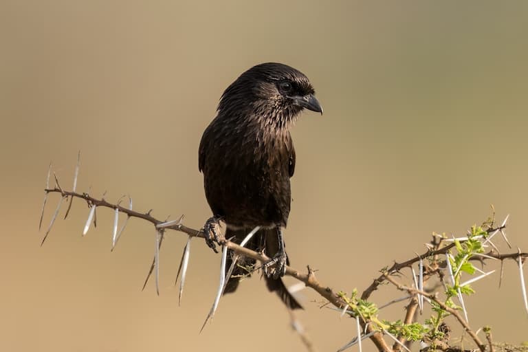 Shrike resting on a thorny bush