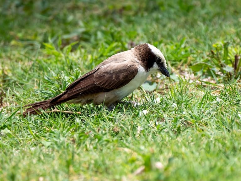 Shrike searching for food in the green field