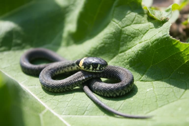 Small snake sitting on a leaf 