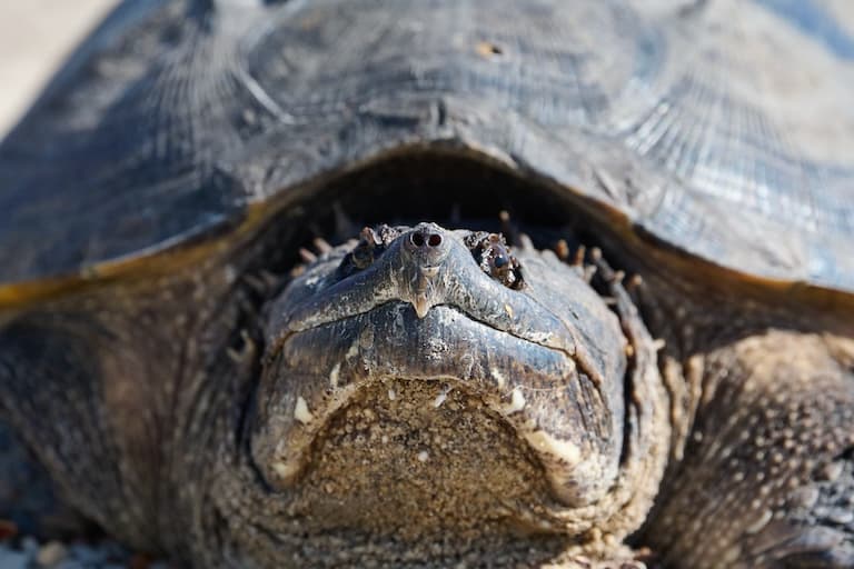 Snapping Turtle profile