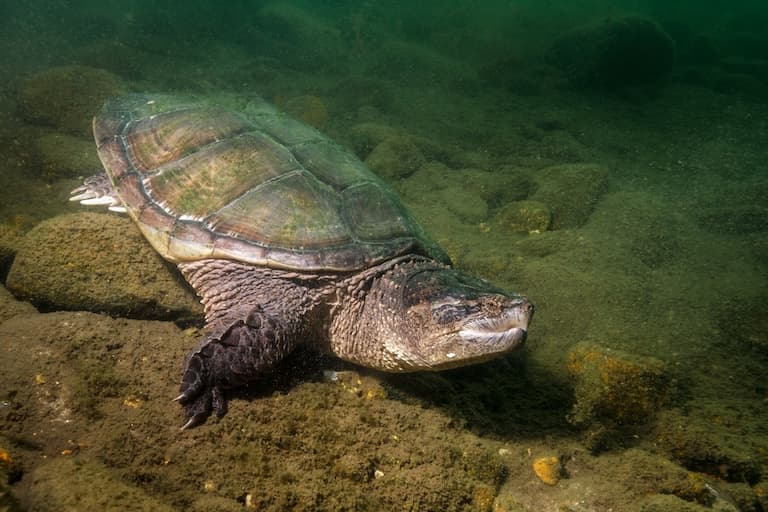 Snapping Turtle in the swamp water bottom