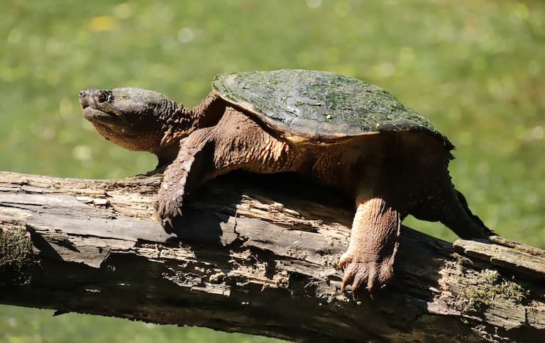 Snapping Turtle resting on a log of wood