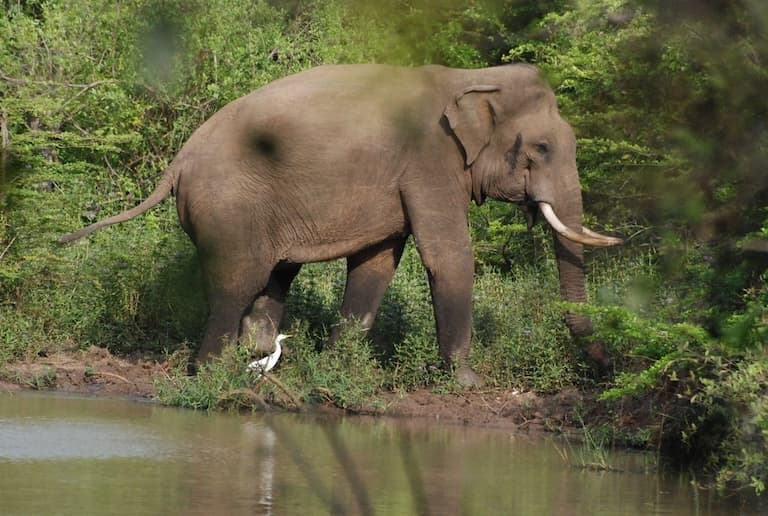 Sri Lankan Elephant feeding