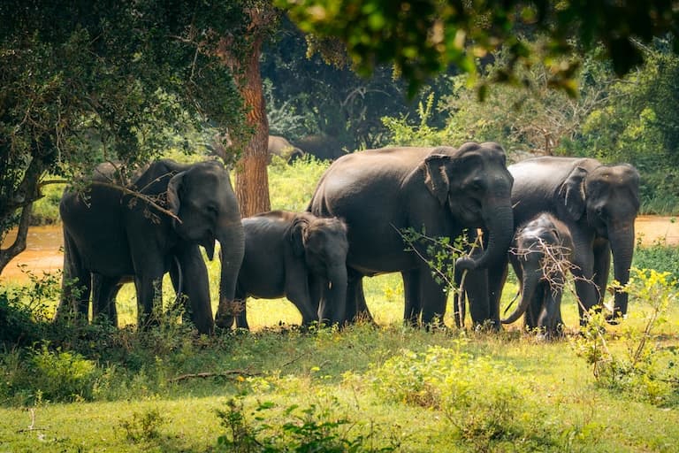Sri Lankan Elephant group