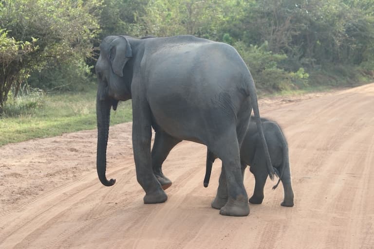 Sri Lankan Elephant mother and juvenile crossing a road