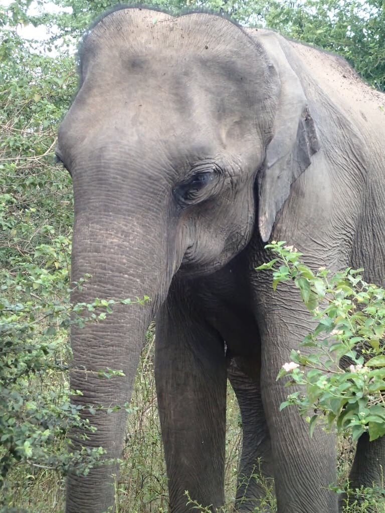 Sri Lankan Elephant profile