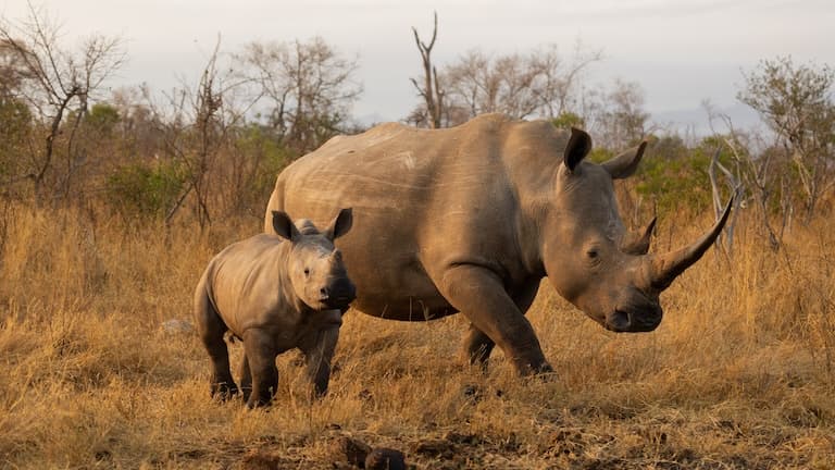 White Rhinoceros cow and calf in a National Park