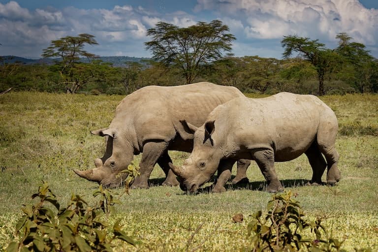 White Rhinoceros feeding in the National Park
