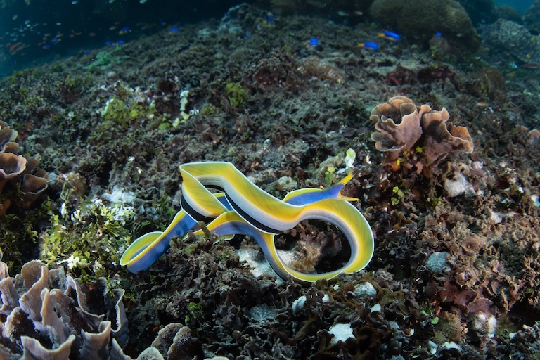 blue-ribbon-eel