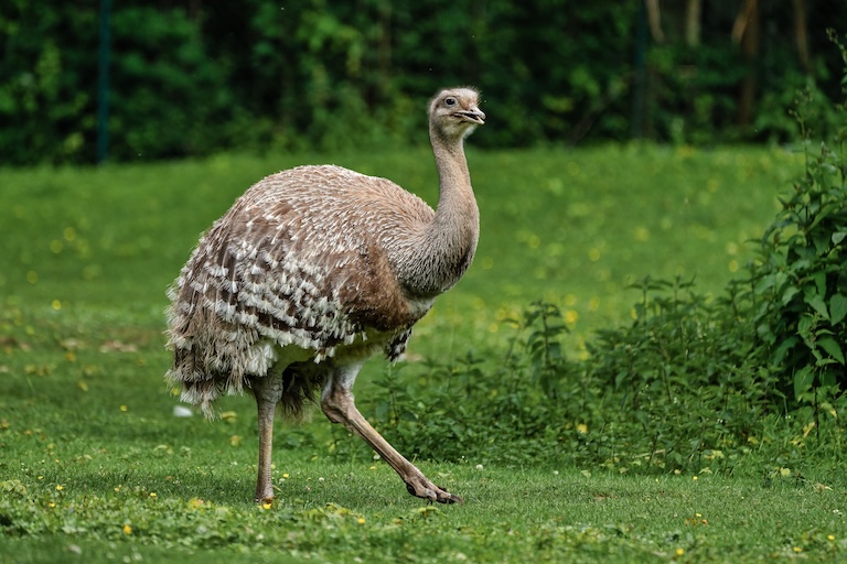 darwins rhea