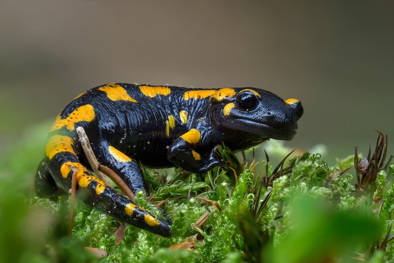 fire salamander