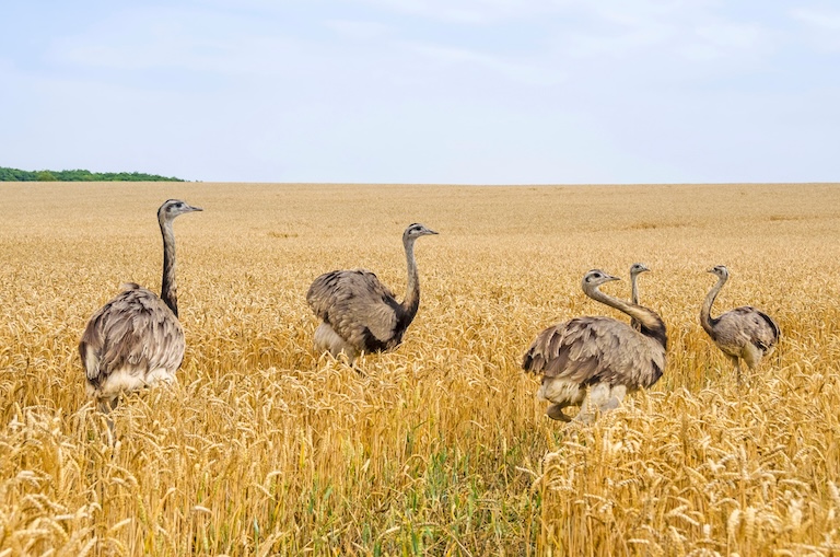 greater rheas in a field