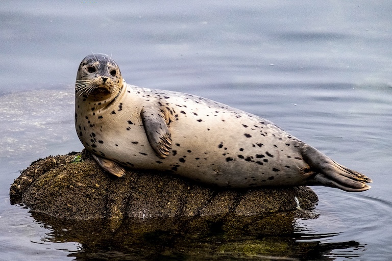 harbor seal
