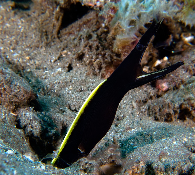 leaf-nosed-moray-eel