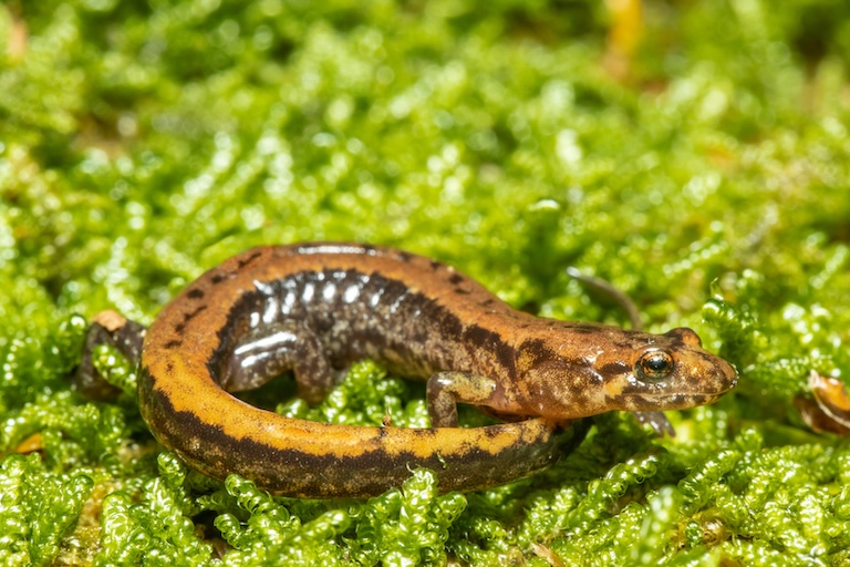 mountain dusky salamander