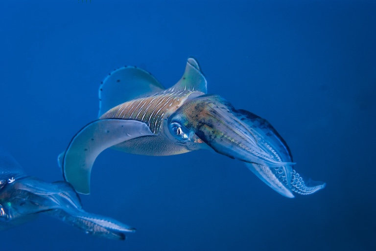 reef squid