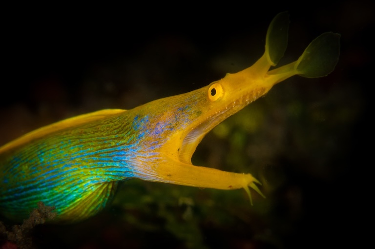 rhinomuraena-quaesita