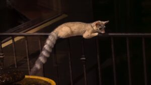 Ringtail Cat Facts - Fact Animal