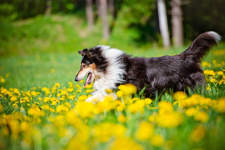 rough collie in a field