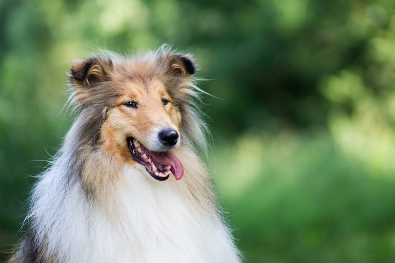 rough collie portrait