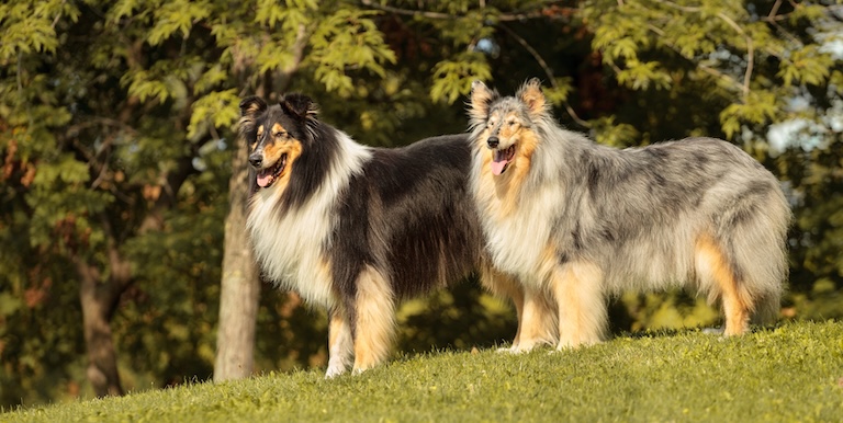 rough collie in a park