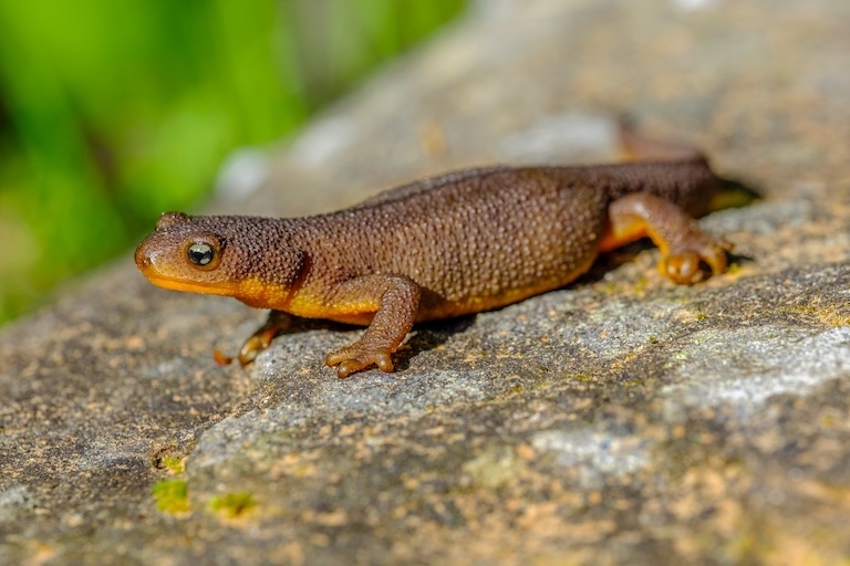 rough-skinned newt