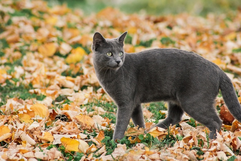 russian blue cat outside