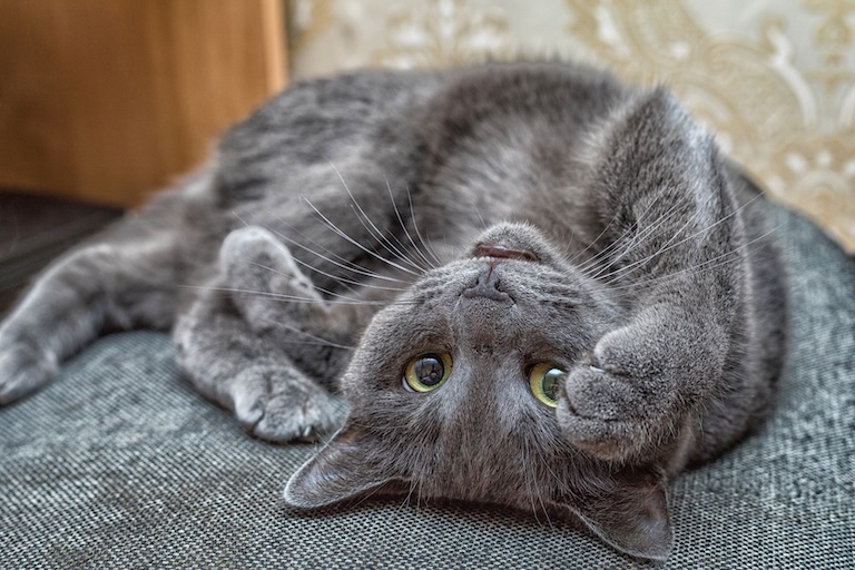 playful russian blue cat