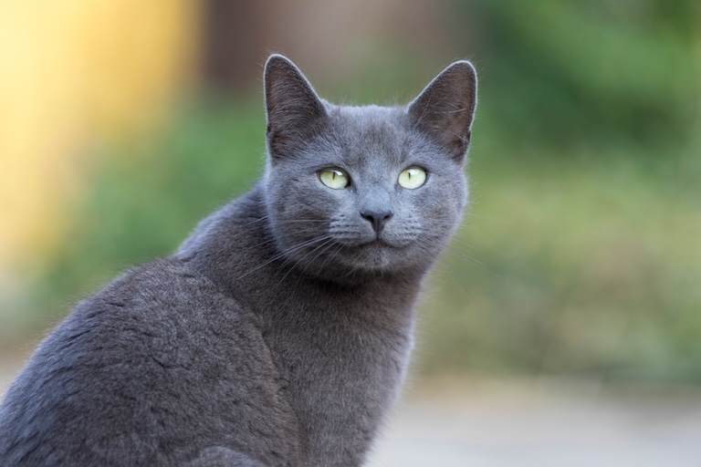 russian blue cat profile