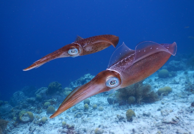 squid swim