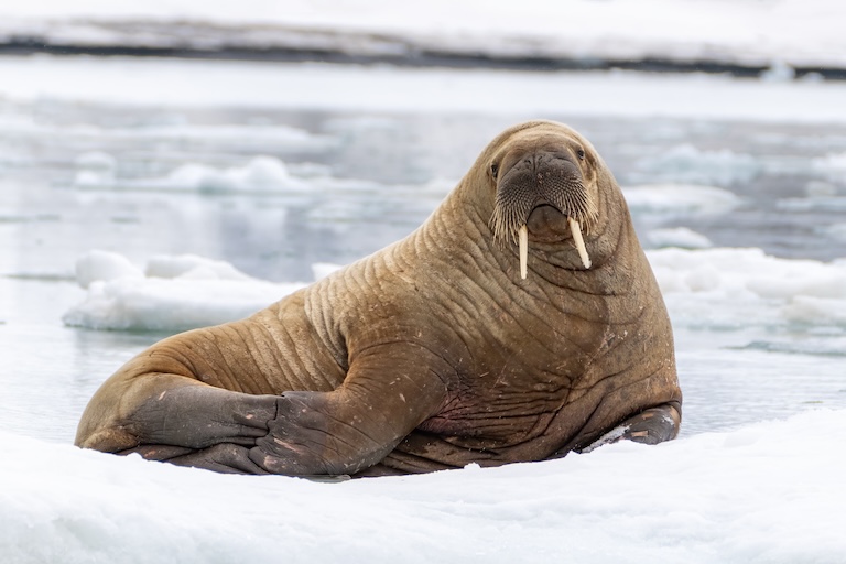 walrus seal