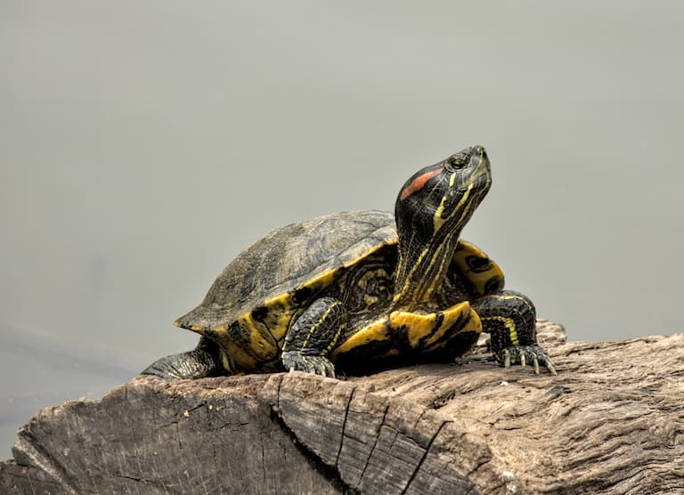 Red-eared slider resting on a log