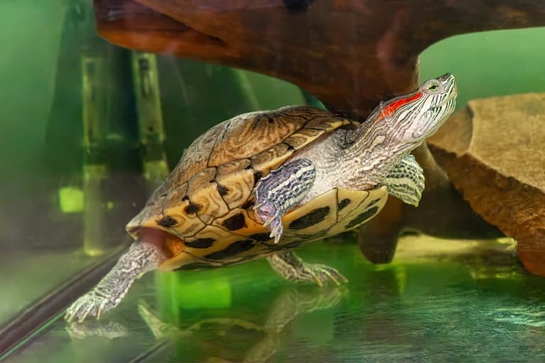 Red-eared slider swimming in an aquarium
