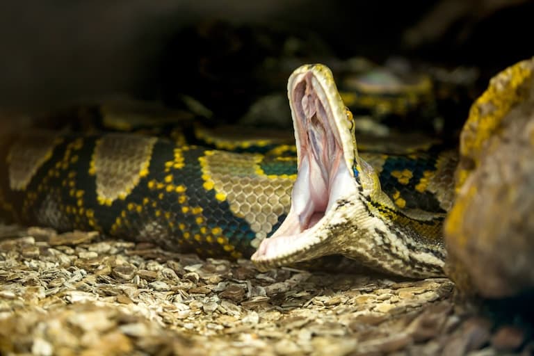 Angry Reticulated Python with the mouth wide open