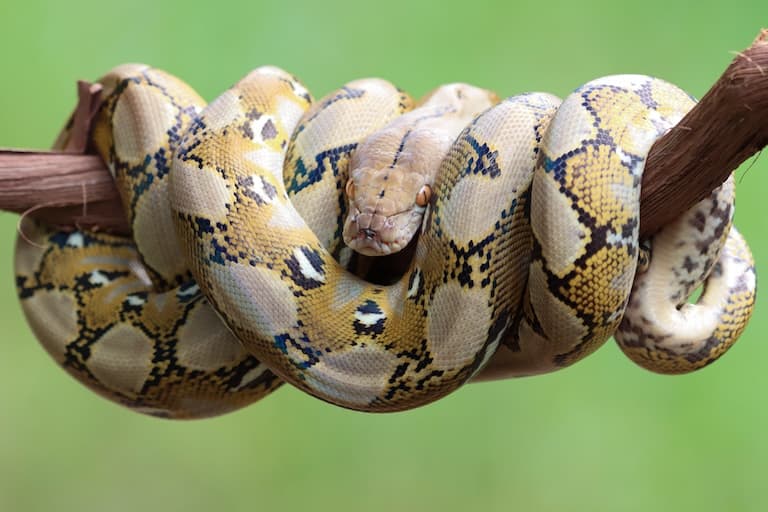 A long Reticulated Python coiled around a tree branch