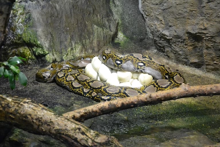 Female Reticulated Python protecting it's eggs