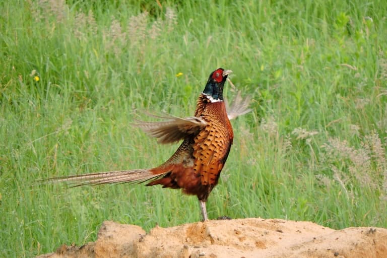 Ring-necked Pheasant standing on a heap of sand flapping it's wings