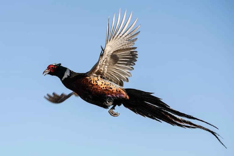 Ring-necked Pheasant in flight