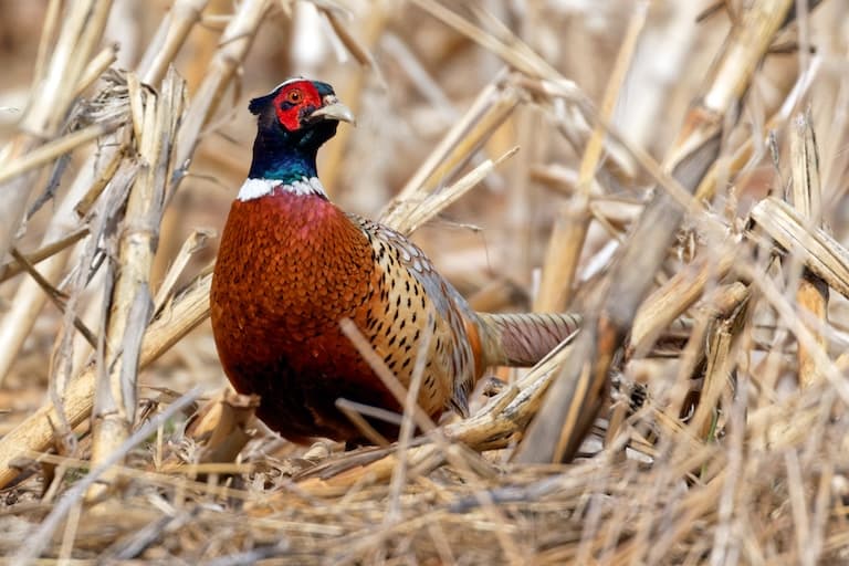 Ring-necked Pheasant in its natural habitat