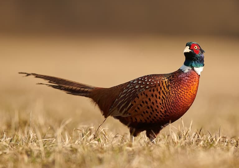 Ring-necked Pheasant profile