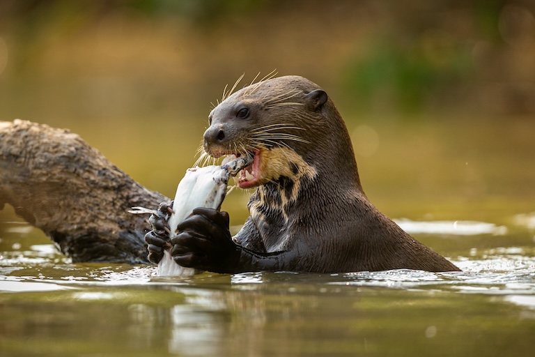 River Otter hunting and feeding in it's natural habitat