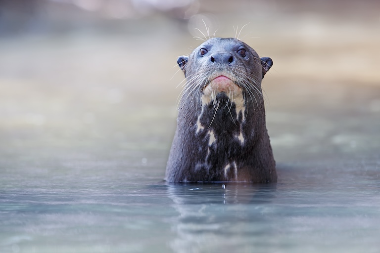 River Otter profile